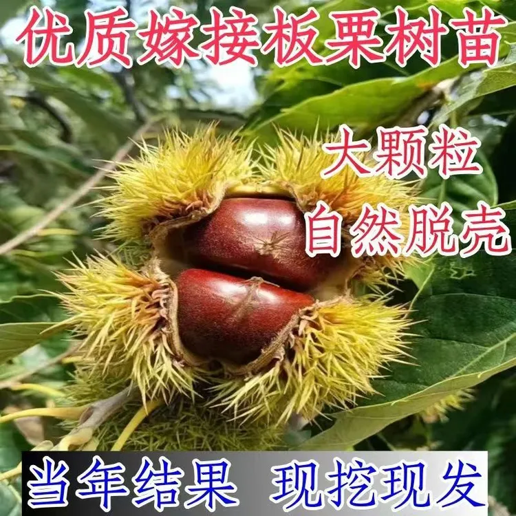 板栗树苗嫁接特大果大红袍板栗果树苗耐旱耐寒南北方种植当年结果