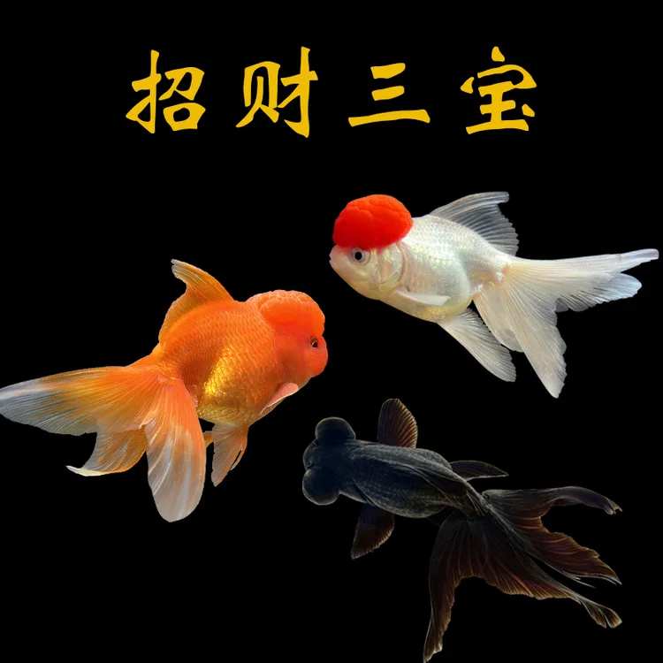 招财金鱼鹤顶红狮头小型冷水淡水鱼好养观赏鱼宠物鱼小金鱼观赏鱼