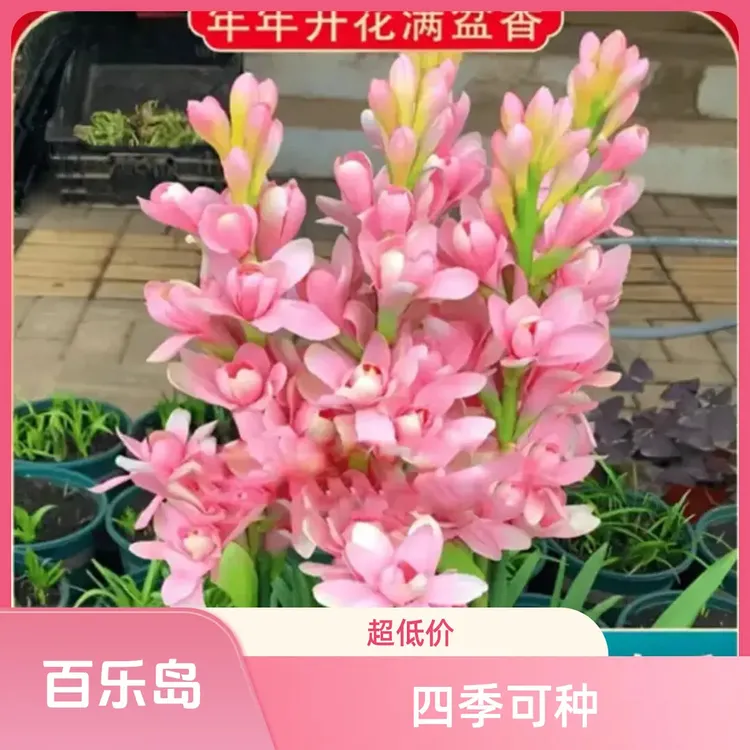 【晚香玉种球】四季种植盆栽地栽阳台小院种植