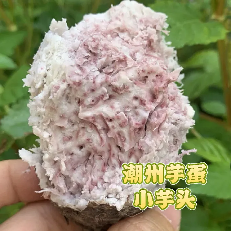 潮汕芋蛋小芋头仔香糯粉农家自种老品种特香水芋头新鲜现挖香芋