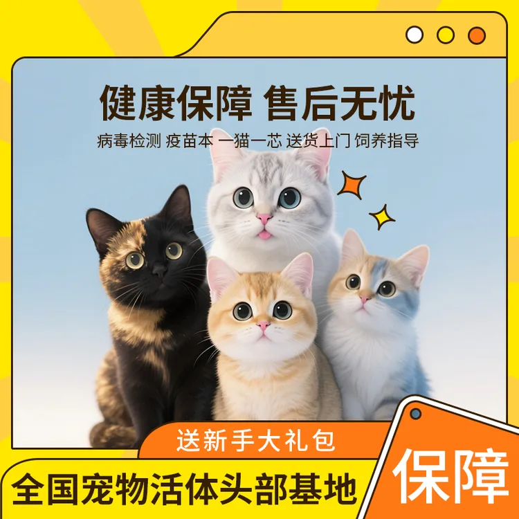 【精品宠物猫】 米努特/矮脚/拿破仑/金渐层/英长/布偶