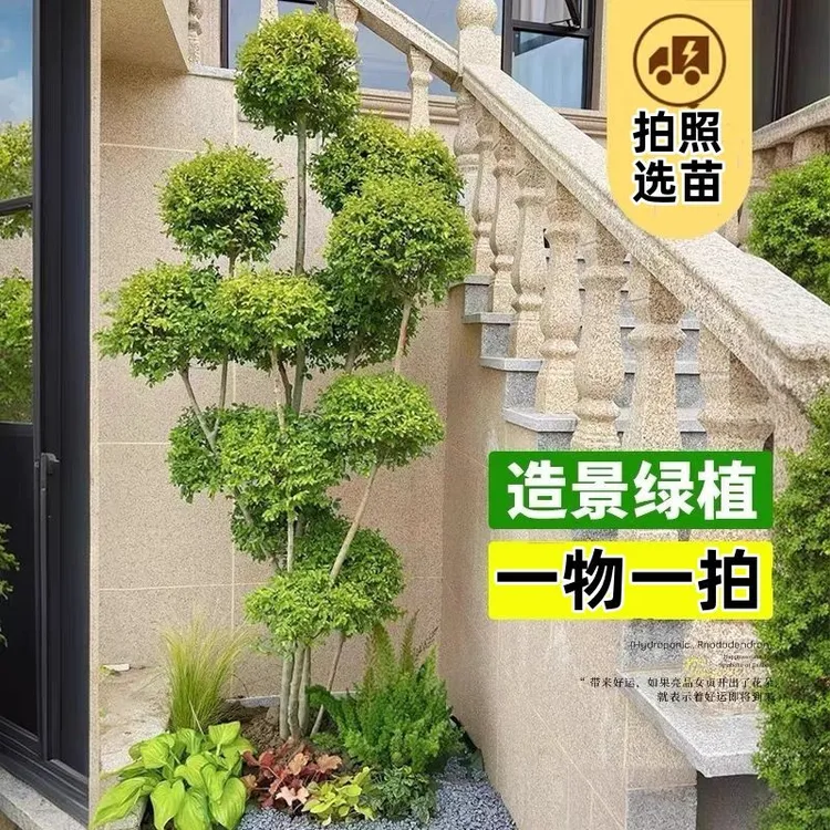 盆景亮晶精品树苗独杆庭院植物盆景净化空气植物美观盆景