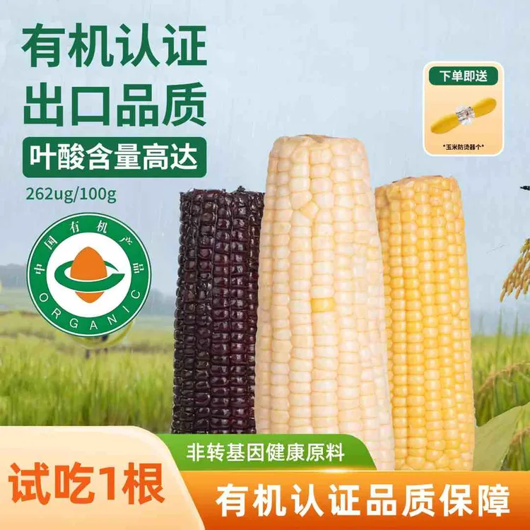 2025头茬高叶酸契丹粮道黄糯白糯香甜内蒙黏苞米早餐夜宵粗粮玉米