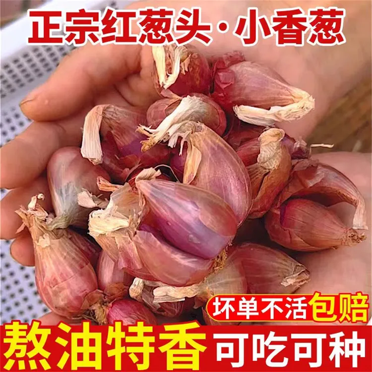 葱头红葱头葱种干葱头种香葱头火葱头食用香葱种籽小葱头四川新鲜