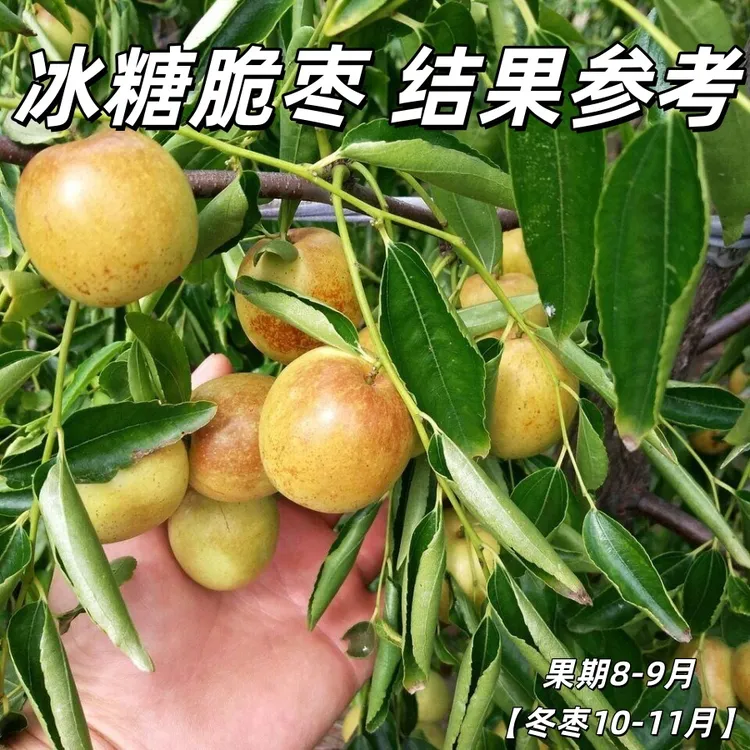 冰糖脆冬枣苗嫁接枣树苗耐寒耐旱盆地栽枣树苗当年结果枣树苗好活