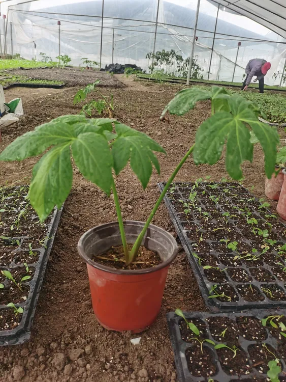 长寿菜万年青明日叶盆栽连盆带土批发地栽庭院种植圆锥长寿草正品