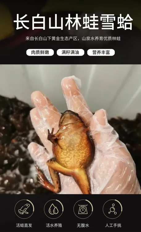 东北牛蛙林蛙带籽特产雪蛤满籽母蛙好吃新鲜鲜活母蛤蟆东北特产