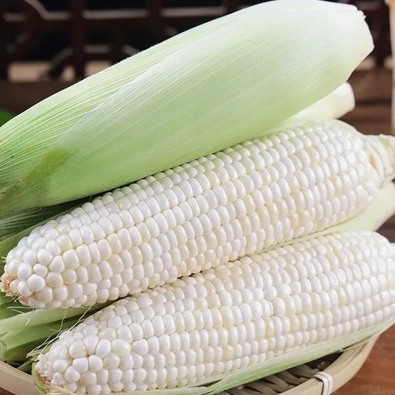 广西现摘现发白甜糯玉米香糯苞谷当早餐玉米棒 当季玉米