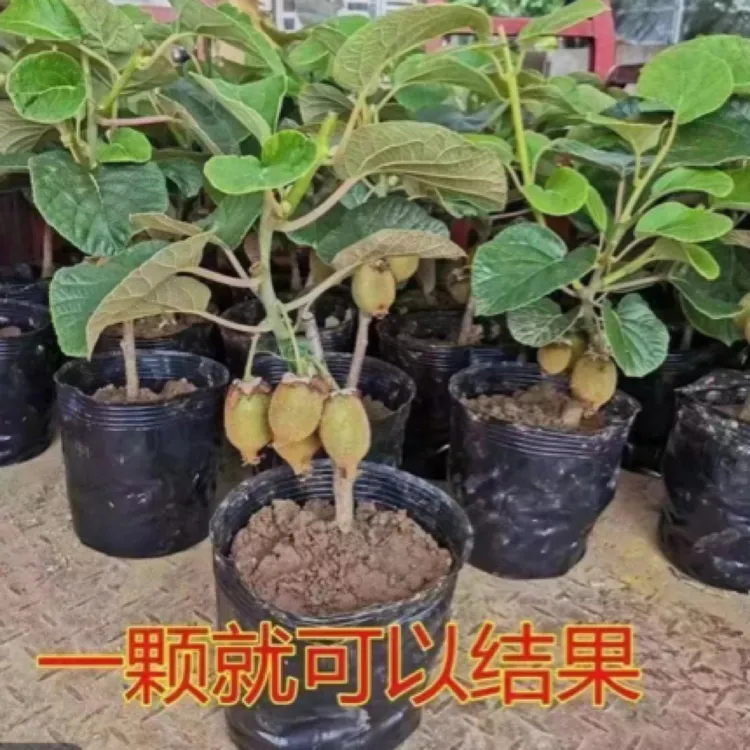 红心猕猴桃树苗公母同株一棵就结果