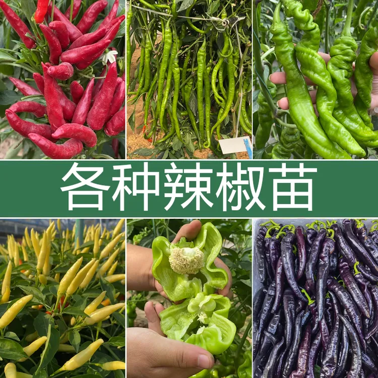  山东寿光苗场直发 辣椒苗大全 朝天椒菜苗尖椒蔬菜苗辣椒树