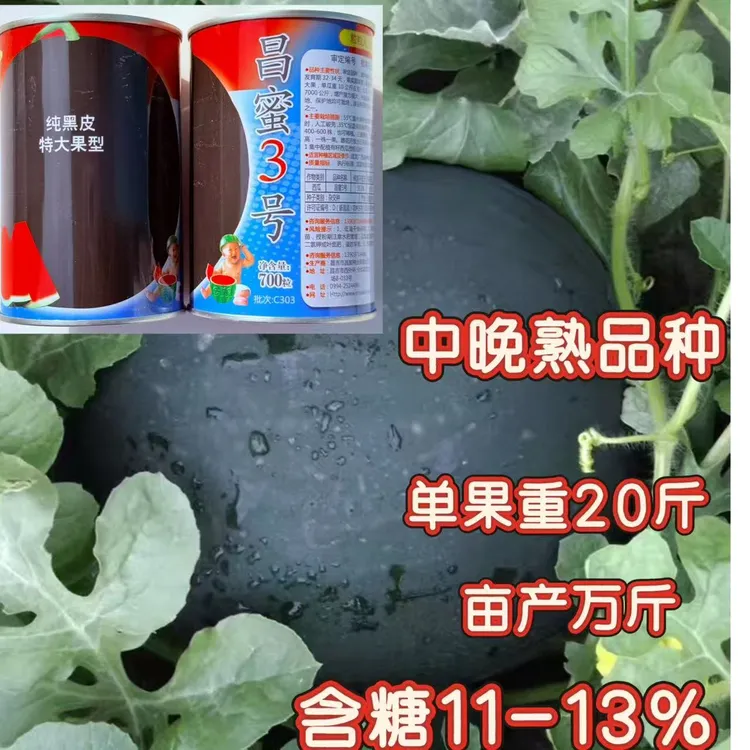 新疆昌蜜3号无籽西瓜种子三倍体杂交果皮黑色果圆球型中晚熟大果