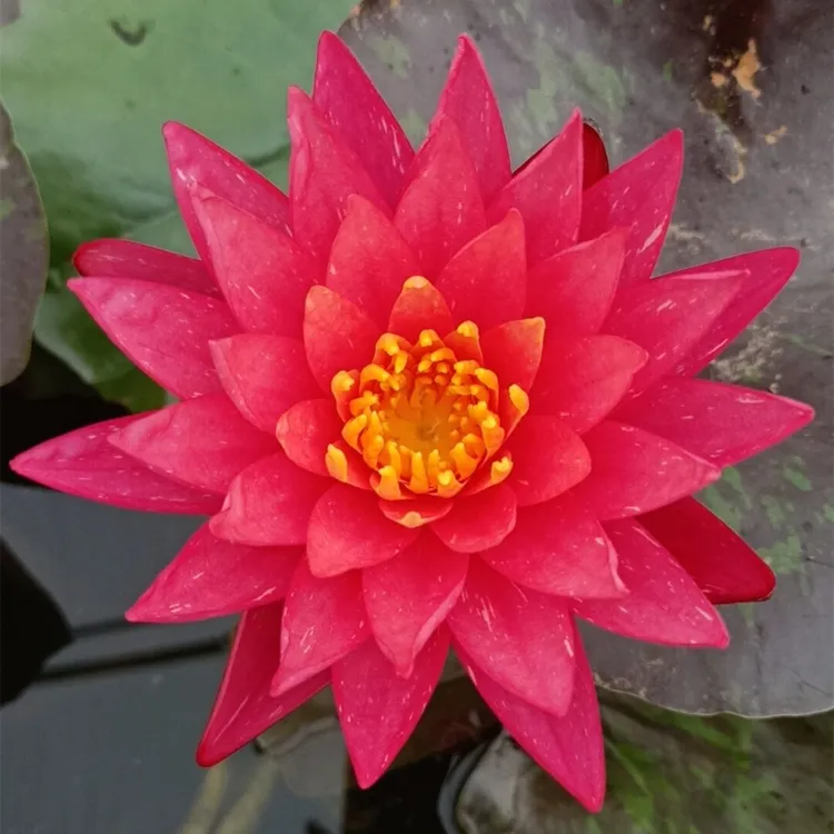 ｛万维沙｝带芽带花苞睡莲根块四季水培植物适合池塘鱼缸养殖