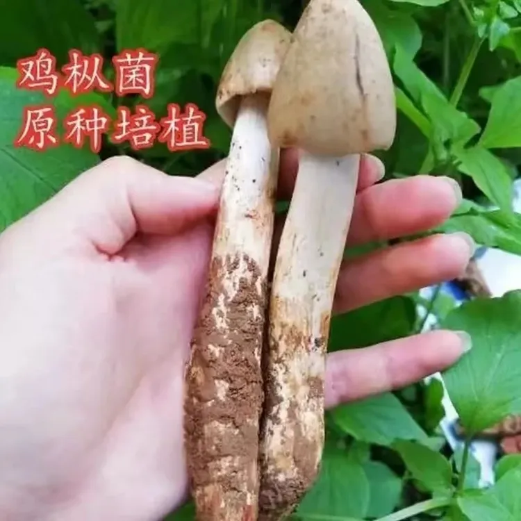 热销！【新鲜鸡枞菌种子】家庭园艺种植可室内室外简单四季可种人工