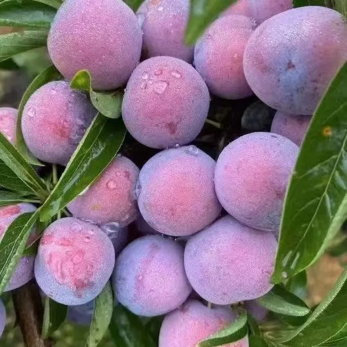 顺丰包邮四川高山脆红李新鲜现摘现发脱骨翠红李当季水果酸甜多汁