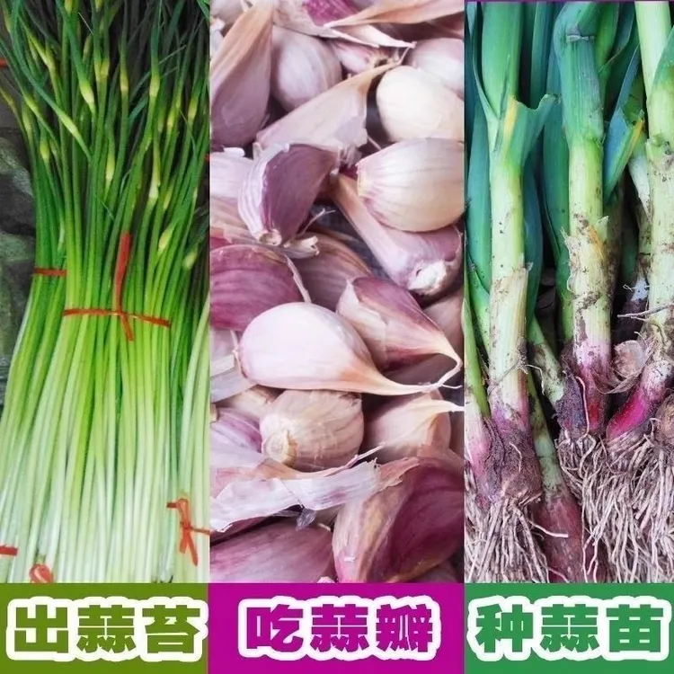 【正月早熟品种】正宗紫皮蒜种子新鲜红皮大蒜瓣子出蒜苔红根蒜苗种