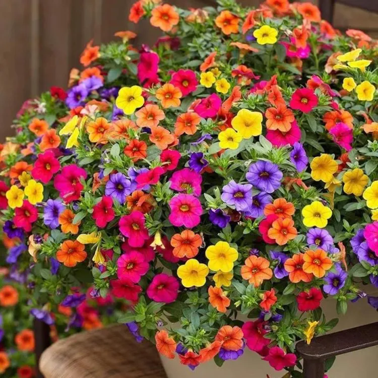 舞春花百万小铃盆栽花苗重瓣带花苞大苗易爆盆阳台花卉植物庭院