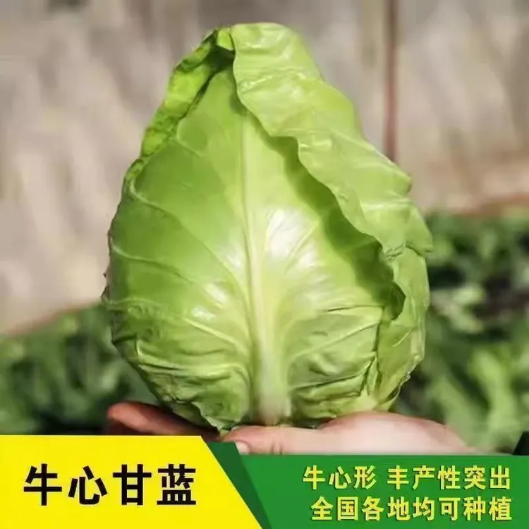 牛心甘蓝秧苗耐寒高产秋冬庭院阳台种植蔬菜秧苗