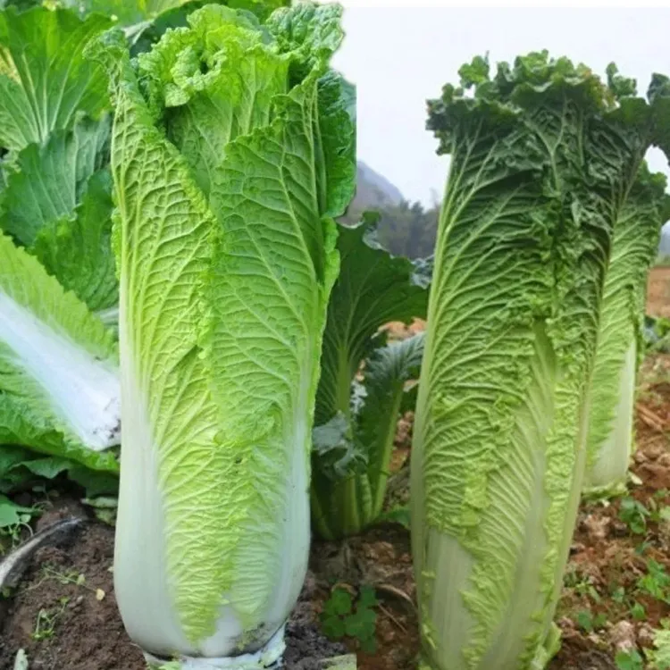 贵州高山露天自然生长青口白白菜新鲜蔬菜火锅配菜