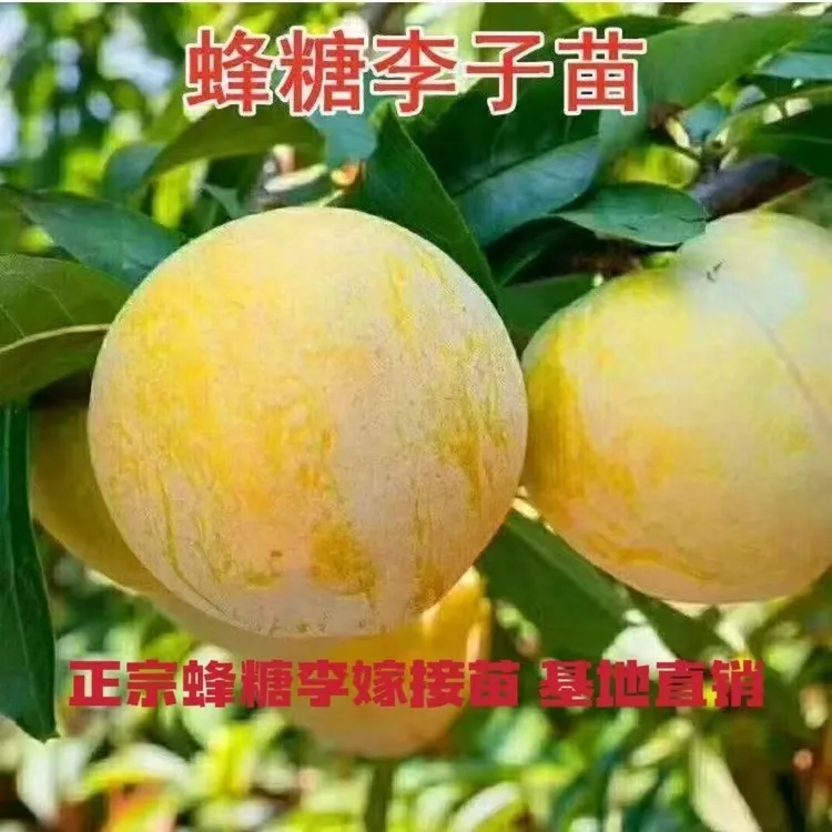 蜂糖李树苗南北方种植盆栽地栽（修剪枝条到110厘米去叶沾泥浆发货