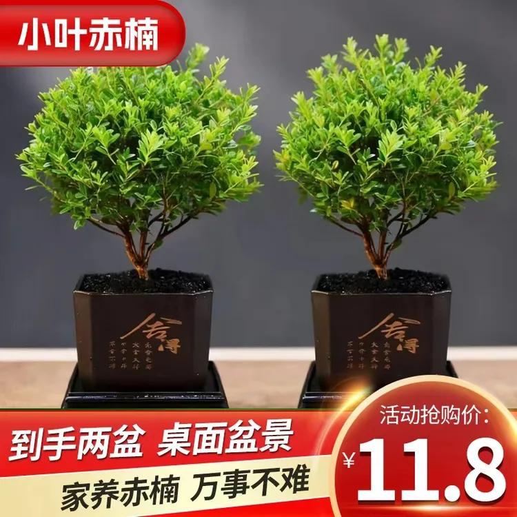 【小叶赤楠】（到手两盆）老桩盆景茶室绿植净化空气美观造型盆栽商品图