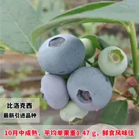 新品种比乐西蓝莓树苗南北方种植盆栽地栽 当年结果包成活蓝莓苗