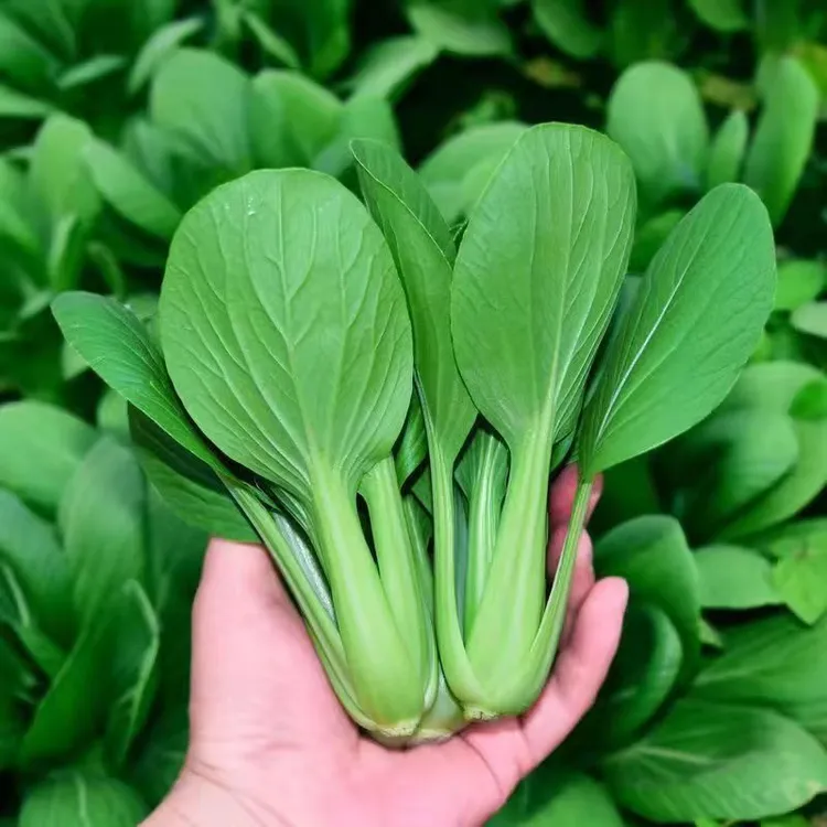 鸡毛菜种子种籽20天四季小白菜青菜油菜上海青阳台盆栽蔬菜蔬莱孑