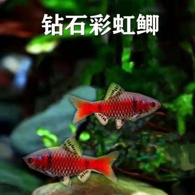 钻石彩虹鲫红色低温耐活观赏鱼冷水