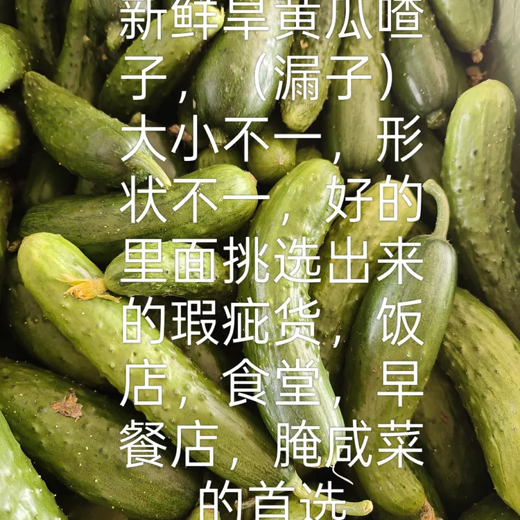 旱黄瓜喳子（漏子）形状不好，大小不一，饭店，食堂，腌菜首选