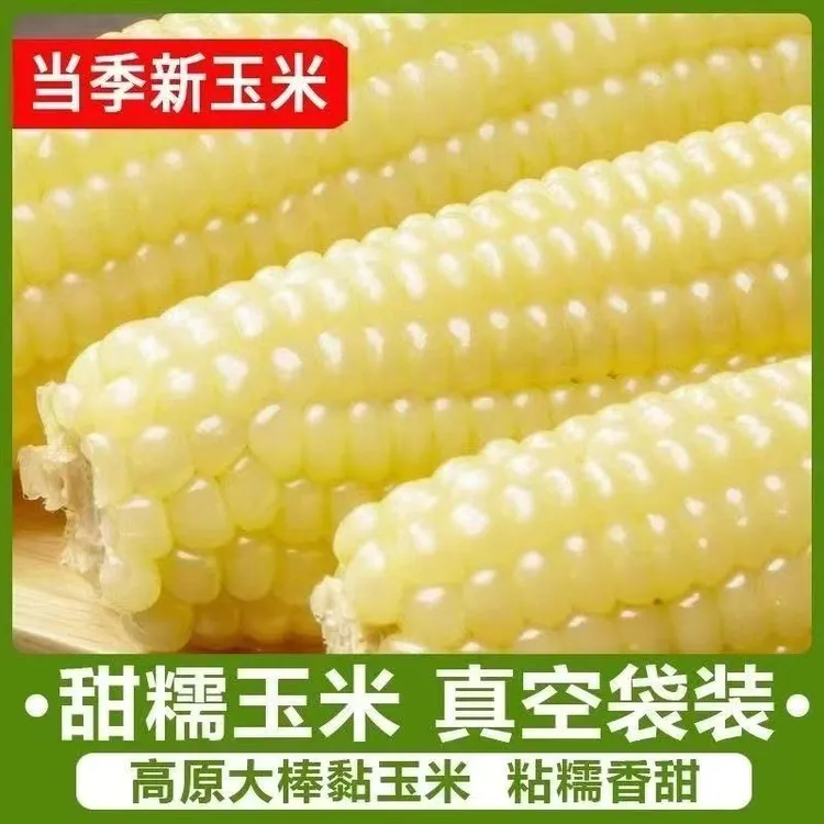 【整箱8支】东北糯玉米新鲜甜糯玉米真空包装黏甜玉米棒代餐批发