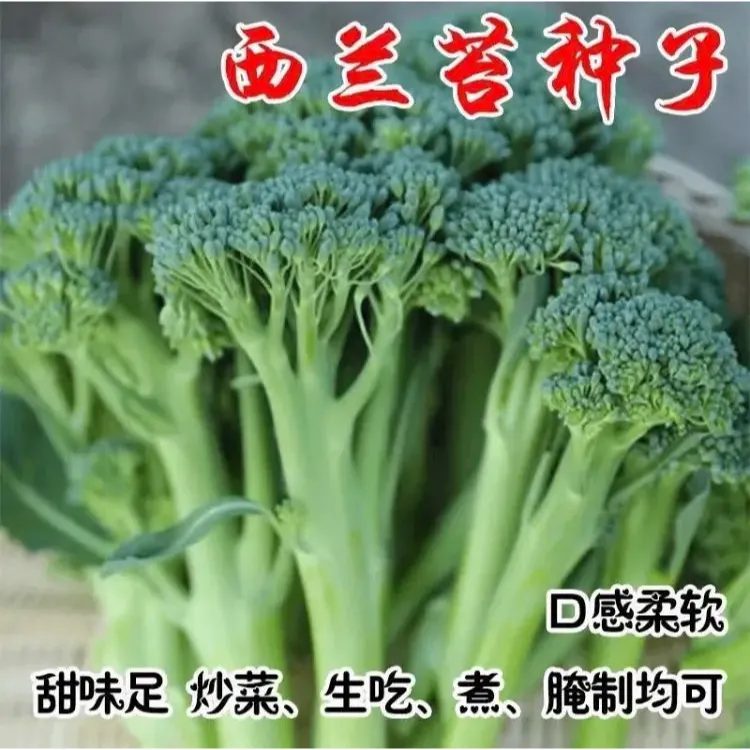 【西兰苔种子】菜苔种子蔬菜种子油菜芯籽四季种植盆栽
