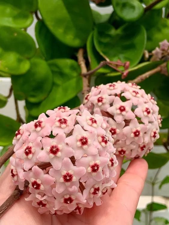 【克林顿】大叶子容易开花爬藤办公室栽培阳台可选四季种植