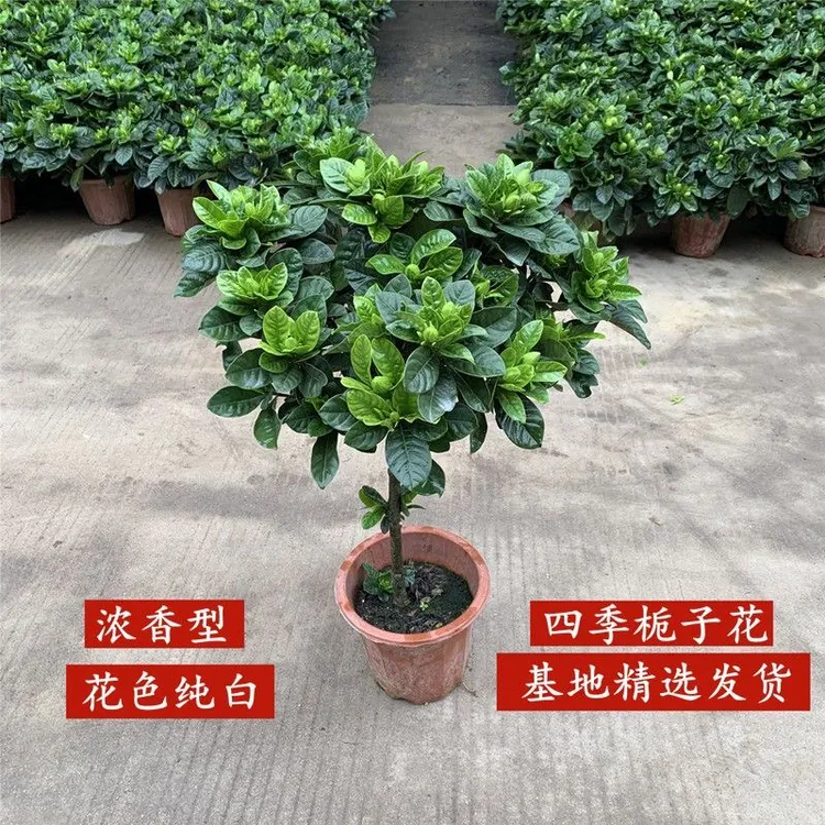 独杆棒棒糖栀子花盆栽带花苞浓香型花卉室内绿植阳台庭院大叶牡丹