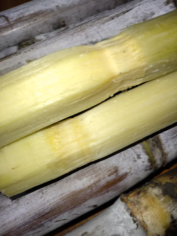 新鲜白皮甘蔗白玉甘蔗黄金甘蔗鲜甘蔗脆甜多汁水煮甘蔗现砍直发