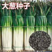 【全店满五包包邮】铁杆大葱种子大葱蒜苗种子