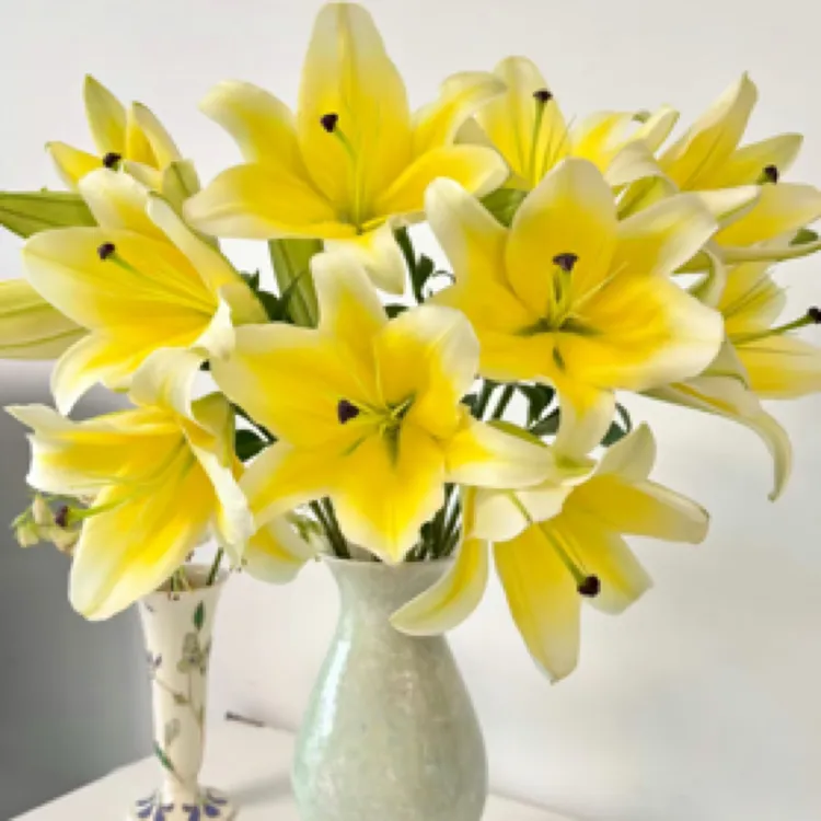 【香水百合】浓香/新疆西藏全国可发/黄天霸伊莎贝拉冰美人黑美人