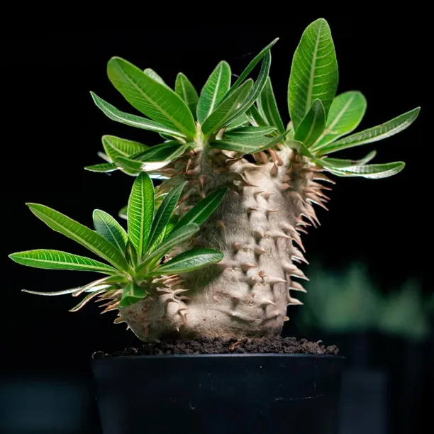 允禾实生西巴女王6.5cm盆径一物一拍所见即所得连盆发货潮流快根