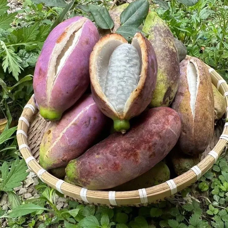 张家界当季新鲜八月瓜高原稀有水果软糯香甜现摘现发整箱包邮