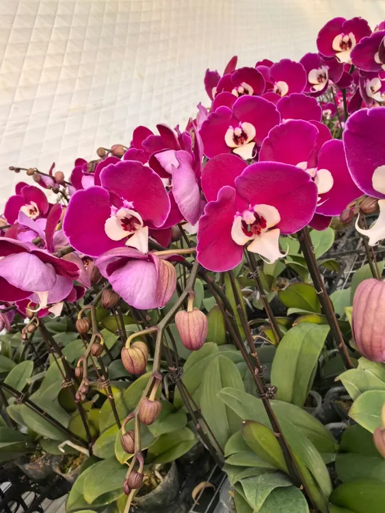 《幻影》3.5寸杯子 室内盆栽长花期高端花卉 江辰园林蝴蝶兰基地