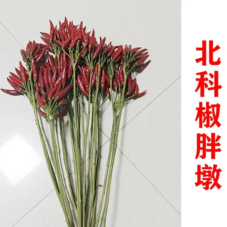 椒胖墩杂交选育高产抗病朝天椒辣椒种子辣椒蔬菜种子