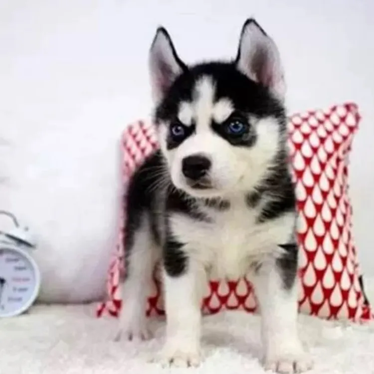 可爱宠物狗西伯利亚雪橇犬蓝眼三把火二哈幼犬