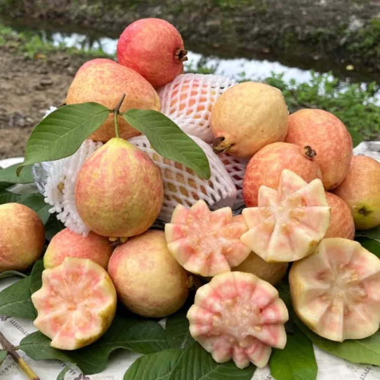 【坏果包赔】广州增城胭脂红番石榴香甜四溢新鲜采摘产地直供