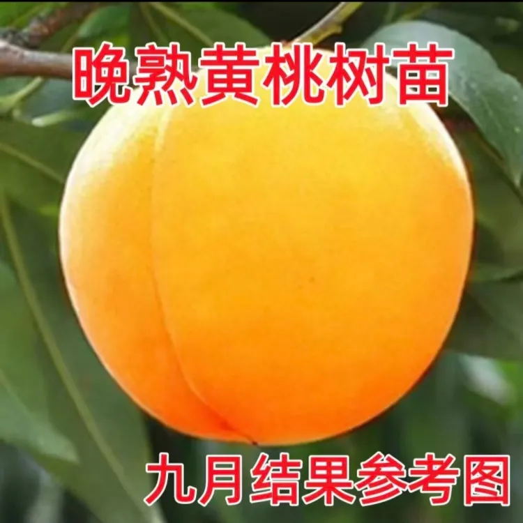 晚熟黄桃树苗脆甜果大晚熟地栽盆栽南北方种植嫁接桃树苗