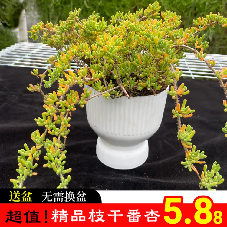 荧光兔耳枝干番杏带罗马盆和底座适合新手养护的多肉植物