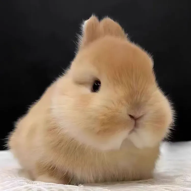 超萌家养小型宠物兔侏儒兔垂耳兔无异味不咬人直播间一物一拍包邮