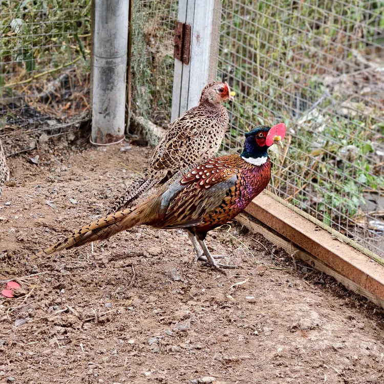 【梅秀专属】一公两母粮食喂养宠物鸡观赏七彩山鸡