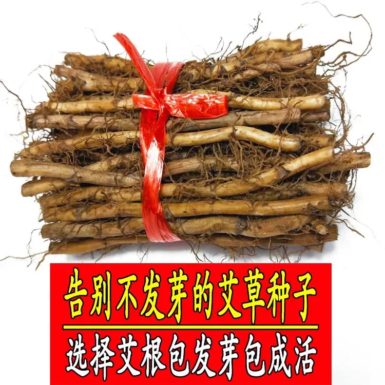 正宗艾草根苗艾草种子种苗阳台盆栽艾草艾叶艾蒿种植苗洗澡泡脚