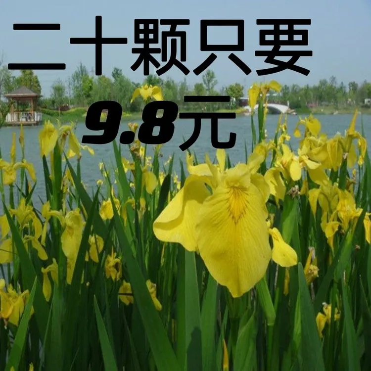 庭院植物黄花鸢尾黄菖蒲水生花卉池塘花草多年生花卉盆栽地栽耐寒