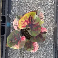17-0924泰国发货变异红魔