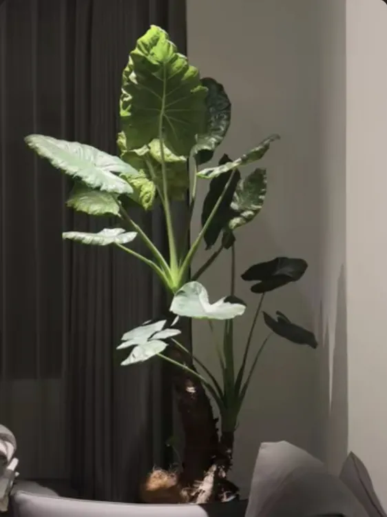大叶滴水观音盆栽霸王芋室内大型绿植花卉可水土培吸甲醛