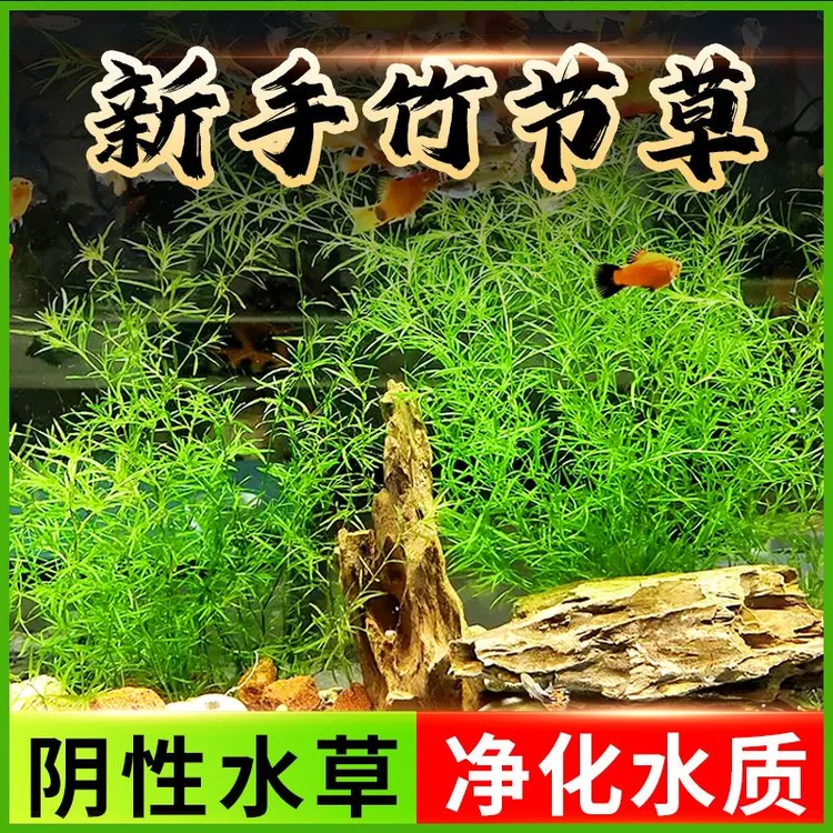水草印度小竹节草好养植物鱼缸水族箱装饰造景绿菊蜈蚣草净水真草